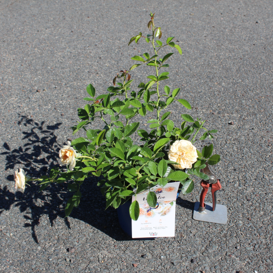 Rosier 'Amber voluptia '