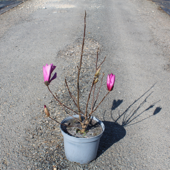 Magnolia 'Leonard messel'