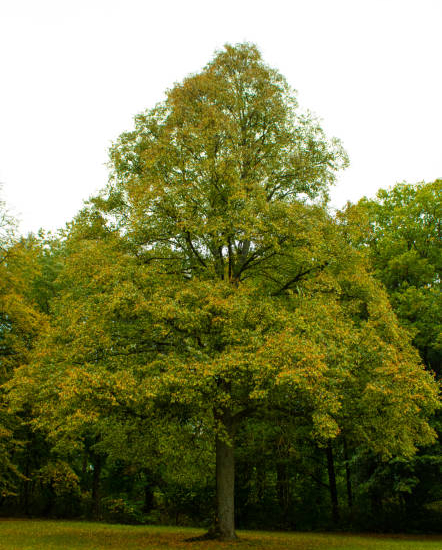 Chêne sessile