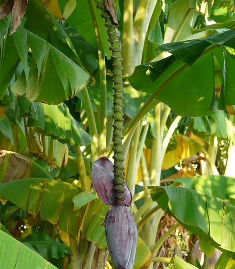 Bananier des Canaries