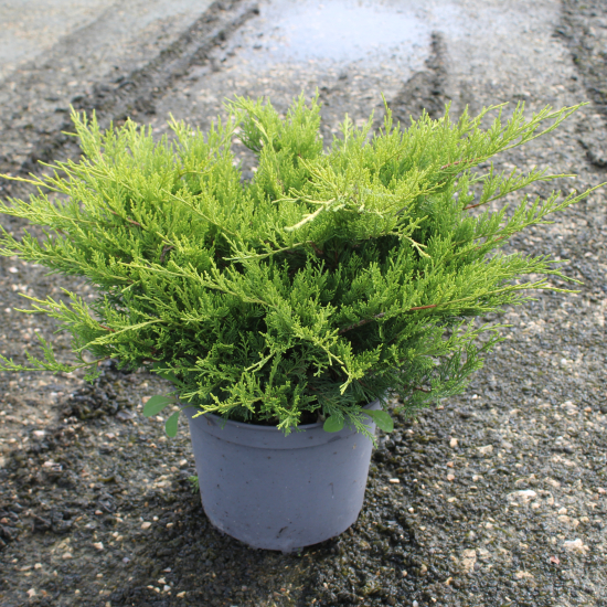 Genévrier 'Old gold'