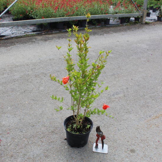 Grenadier 'Pleniflora''