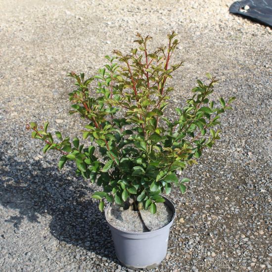 Lilas des indes 'Monbazillac'