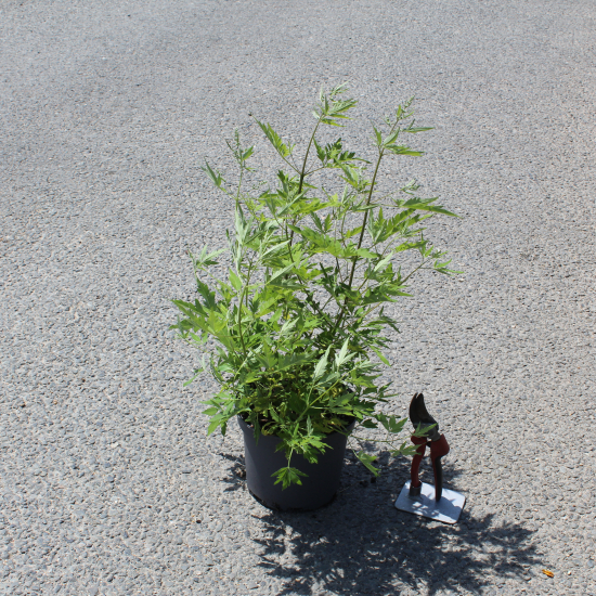 Arbre au poivre 'Laciniata'