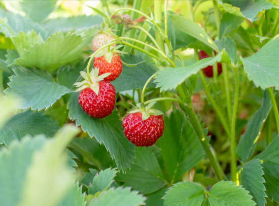 Fraisier 'Charlotte'
