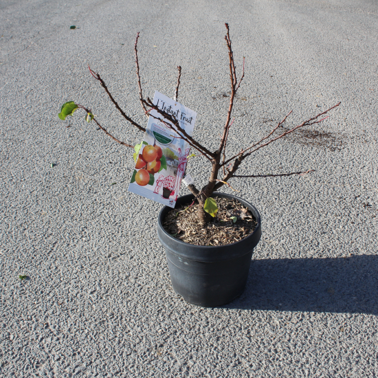 Abricotier 'Compacta'