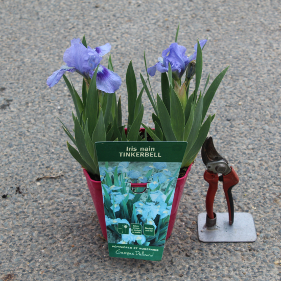 Iris nain 'Tinker bell bleu'