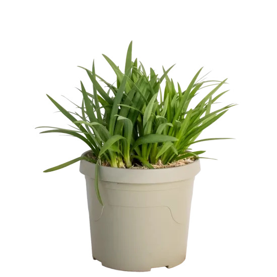 Agapanthe 'Poppin® pink' — Pot 3.5L