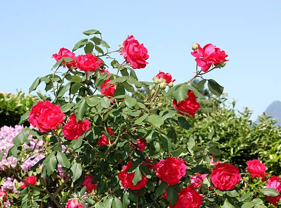 Rosier 'Jacques prevert '