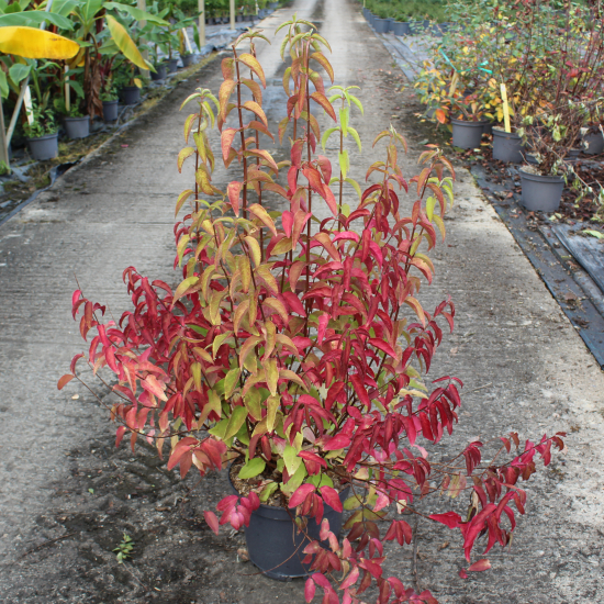 Deutzie 'Pride of rochester'