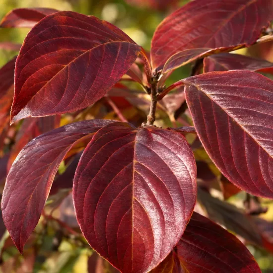 Cornouiller du japon 'Portlemouth' (Cornus nuttallii) — gros plan de feuilles rouges nervurées · Photo d'illustration