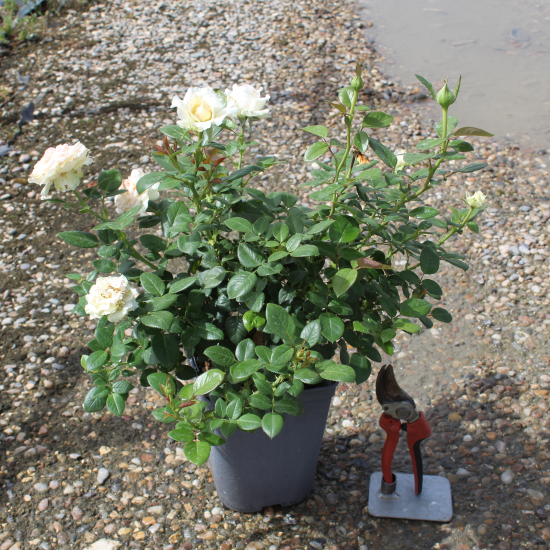 Rosier 'La sauvagine terre et passion '