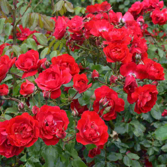 Rosier 'Centenaire de lourdes rouge '