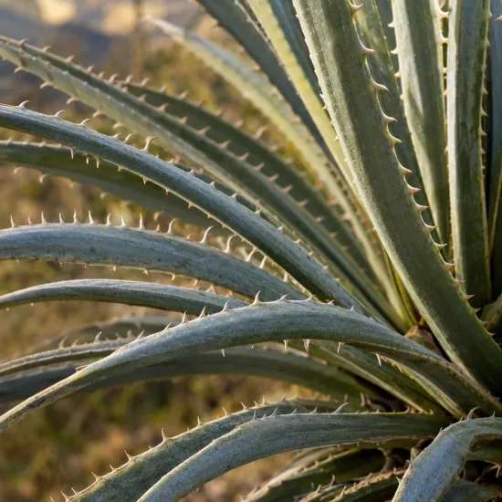 Broméliacée des andes (Puya raimondii) — gros plan sur feuilles rigides et épineuses · Photo d'illustration