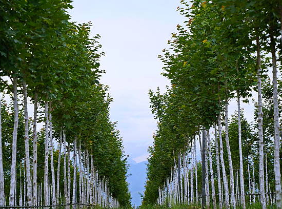 Tilleul à petites feuilles 'Green spire'