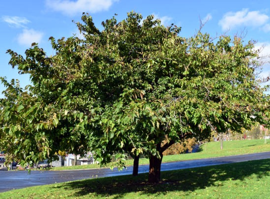 Mûrier platane sans fruit
