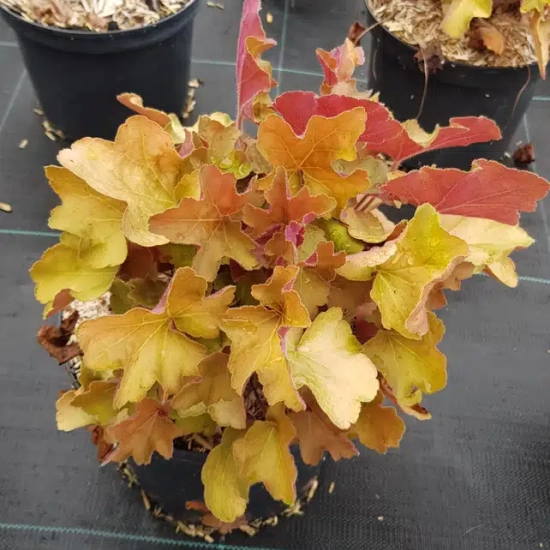 Heuchères 'Caramel'