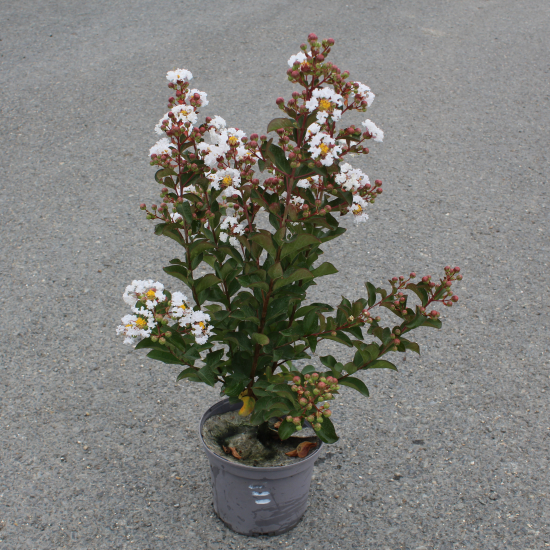 Lilas des indes 'Papillons blancs'