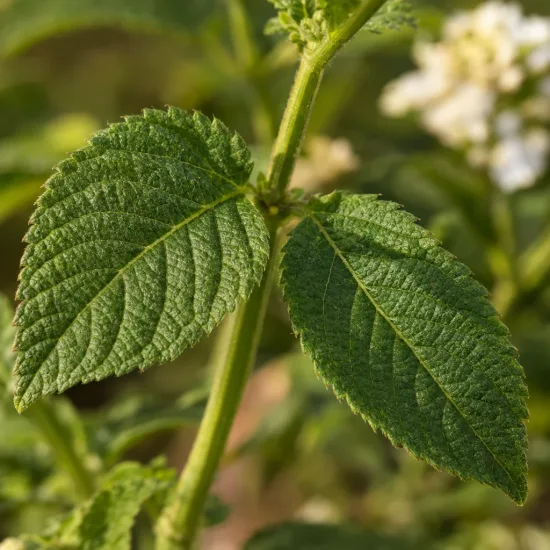 Lantanier (Lantana) — gros plan sur deux feuilles dentelées vertes · Photo d'illustration