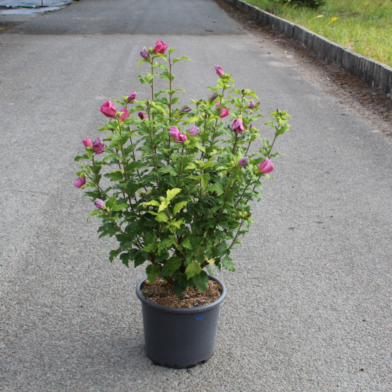 Althéa 'Woodbridge rge clair'