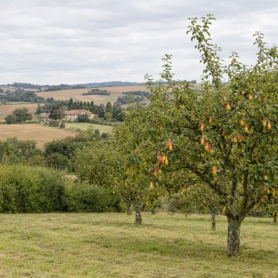 Pommier 'Museau de lievre' (Malus domestica) — rang d'arbres fruitiers au verger, paysage vallonné · Photo d'illustration