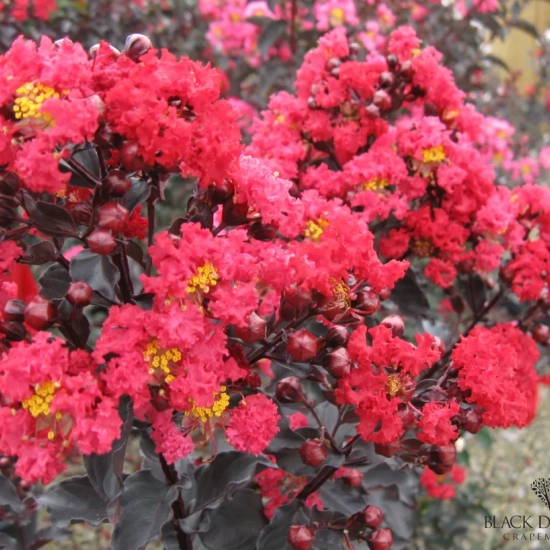 Lilas des indes 'Best red'