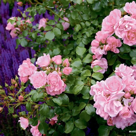 Rosier 'Mareva rose tendre '