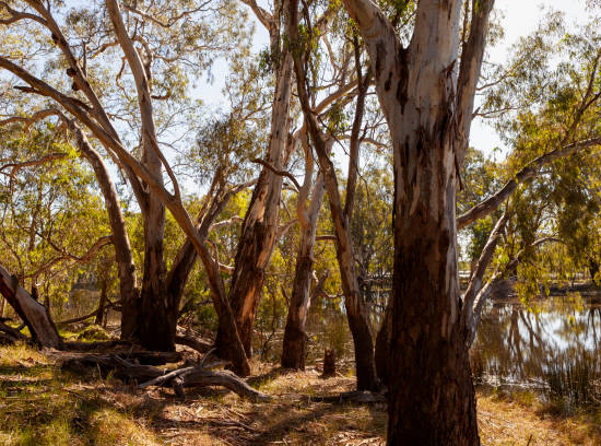Eucalyptus rouge des rivières