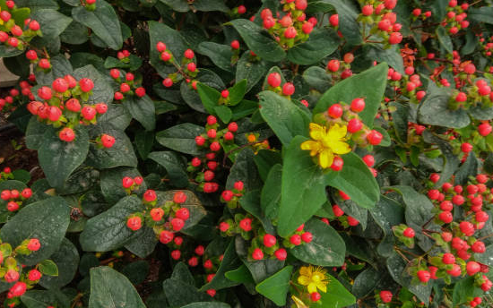 Millepertuis 'Magical flame'