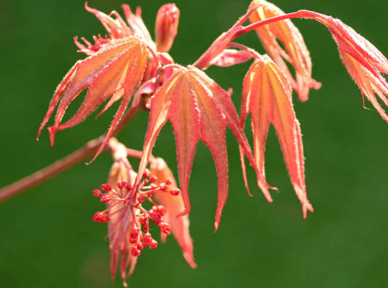 Érable à peau de serpent 'Red flamingo'