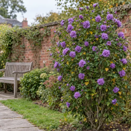 Althéa 'French cabaret purple' (Hibiscus syriacus) — grand arbuste fleuri violet près d’un muret