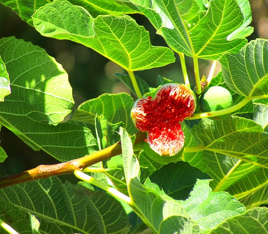 Figuier panaché