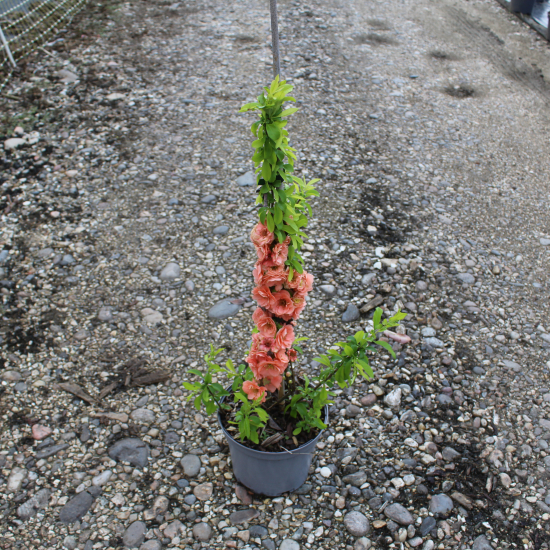 Cognassier à fleurs 'Cameo saumon'
