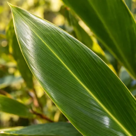 Gingembre coquille panaché (Alpinia) — gros plan de longue feuille verte nervurée · Photo d'illustration
