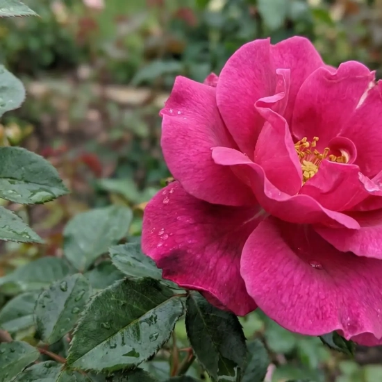 Rosier 'Tourmaline '