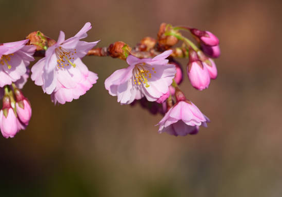 Cerisier à fleurs 'Autumnalis rosea'