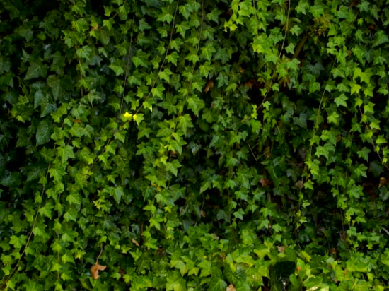 Lierre verte
