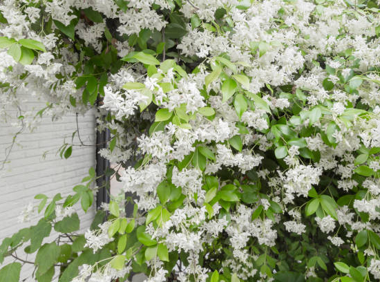 morelle faux jasmin