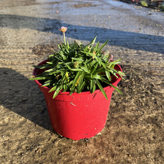 Armérie 'Dreamland'