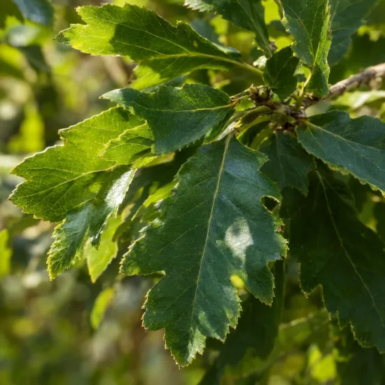 Chêne sargent 'Thomas' (Quercus × sargentii) — feuillage dentelé vert en gros plan ensoleillé · Photo d'illustration