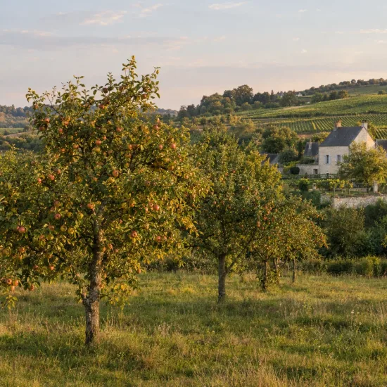 Pommier 'Usta churia' (Malus domestica) — alignement d’arbres fruitiers dans un verger champêtre · Photo d'illustration
