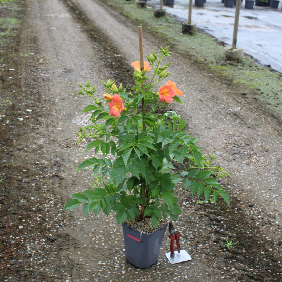 Bignone à grandes fleurs