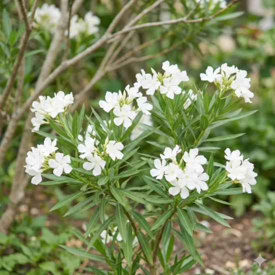 Laurier-rose 'Petite white blanc simple'