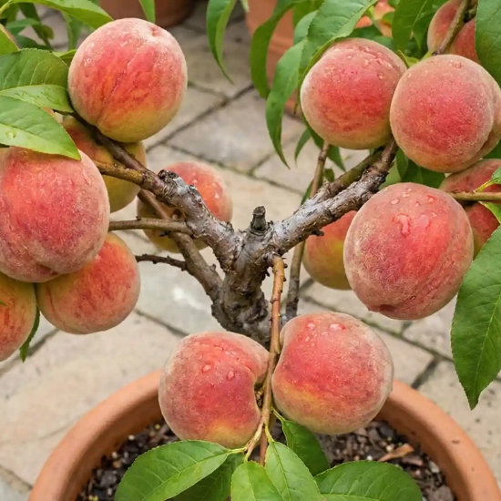 Pêcher nain 'Garden beauty'