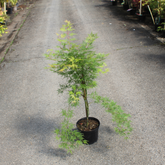 Érable du japon 'Emerald lace'