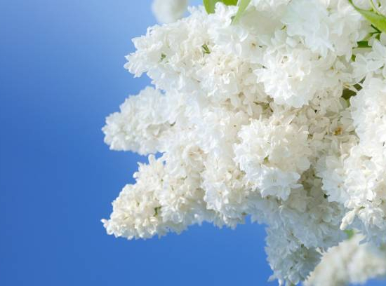 Lilas commun 'Mme lemoine blanc'