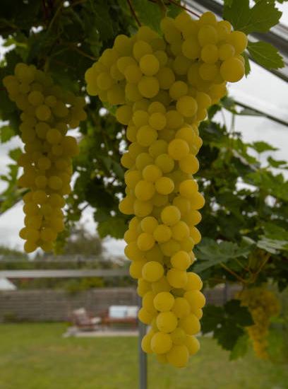 Vigne 'De table centenial seedless'