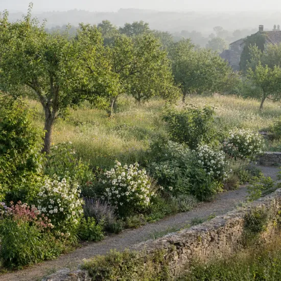 Seringat 'Of perfume' (Philadelphus) — massif de grands arbustes fleuris le long d’un muret · Photo d'illustration