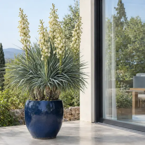 Yucca 'Katana' — grand sujet graphique en pot sur terrasse