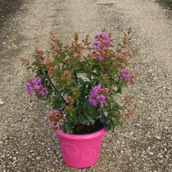 Lilas des indes 'Sweet lavender'